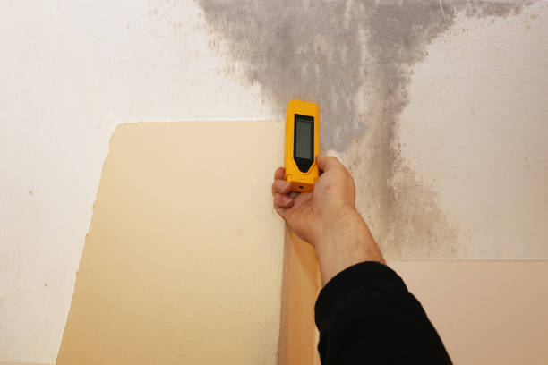 Best Basement Mold Removal  in Hauser, ID