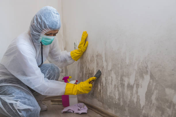 Best Mold Remediation for Healthcare Facilities  in Hauser, ID