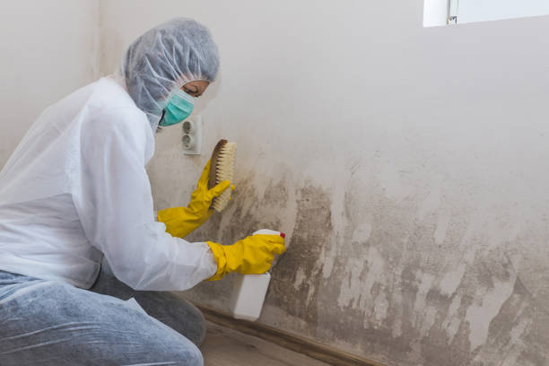 Best Attic Mold Removal  in Hauser, ID