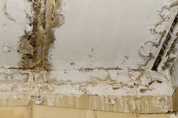 Professional Mold Inspection, Removal & Remediation in Hauser, ID