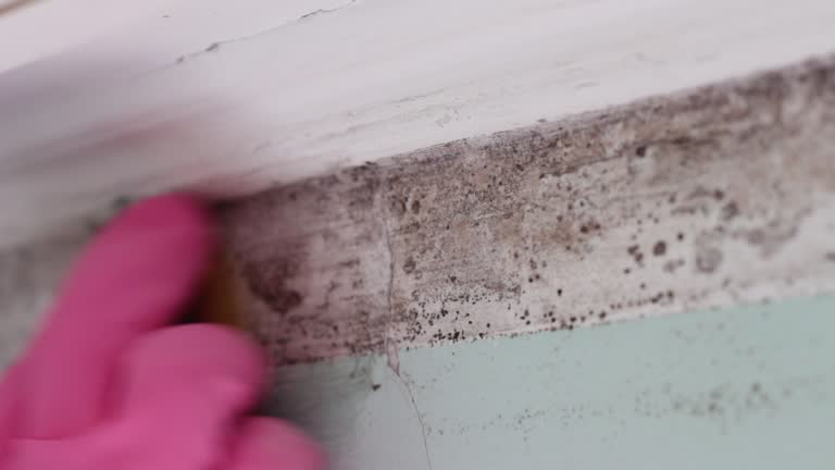 Mold Odor Removal Services in Hauser, ID